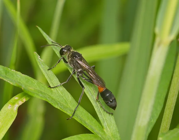 Black insect on green sheet — Stock Photo, Image