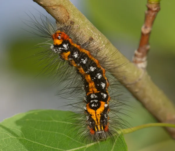 Randig svart-gul larv — Stockfoto