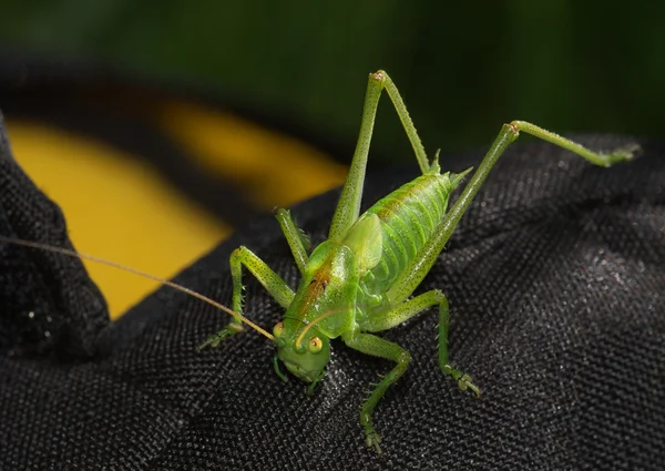 O gafanhoto verde senta-se no tecido escuro — Fotografia de Stock