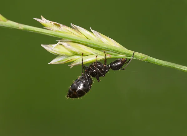 Ant sleeping on an ear — Stock Photo, Image