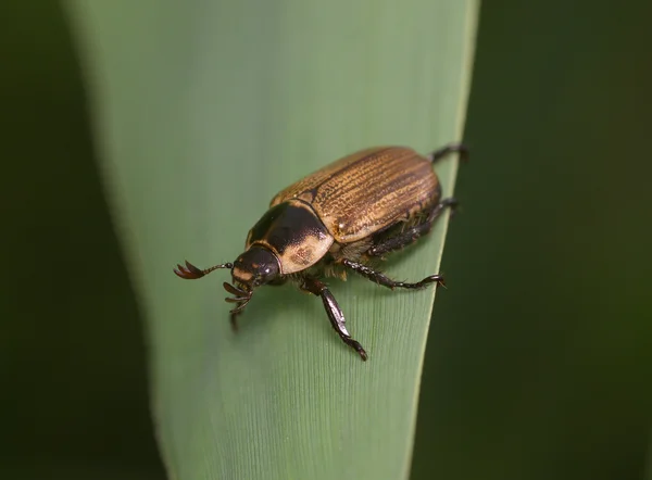 Bug marrom em uma folha verde — Fotografia de Stock