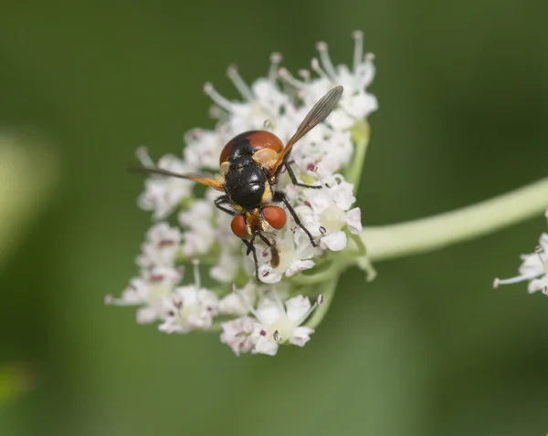Fly on white flowers — Stock Photo, Image