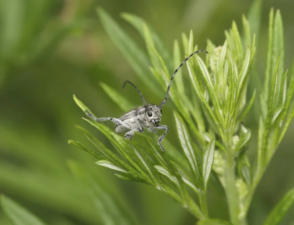 Gray bug with long moustaches on a grass — Stock Photo, Image