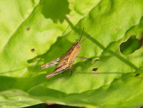 Young brown grasshopper on a green leaf