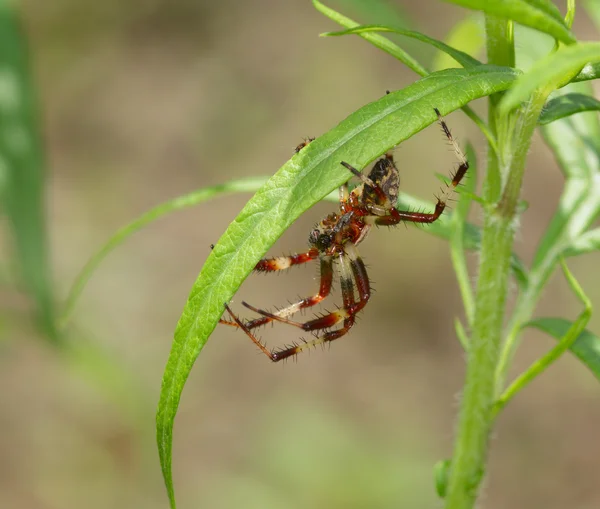 Es ist rot sitzt eine weiße Spinne auf Blatt — Stockfoto