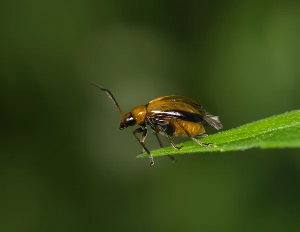 O inseto marrom senta-se em uma ponta de folha — Fotografia de Stock