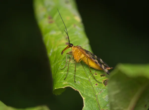 Large fly with a long nose — Stock Photo, Image