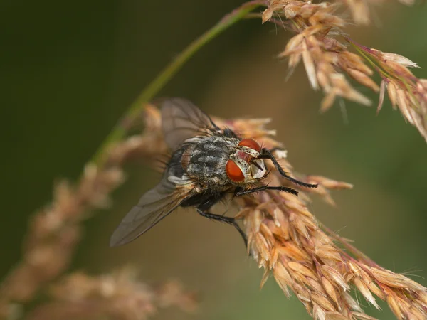 Fly on a ripe ear — Stock Photo, Image