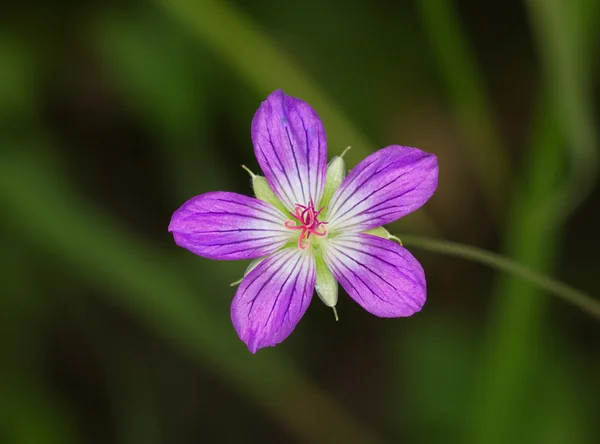 Fiore di prato rosa — Foto Stock