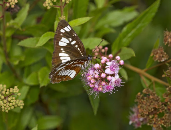 Bruine vlinder maar nu met een witte patroon op vleugels — Stockfoto