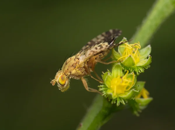 Большая муха на жёлтом соцветии — стоковое фото