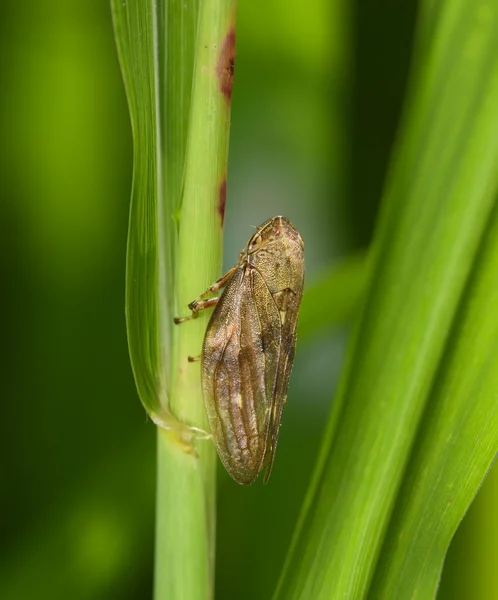 Young cicada on a green stalk — Stock Photo, Image