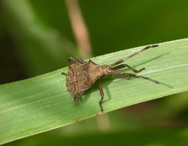 Grote bruine bug op een gras — Stockfoto