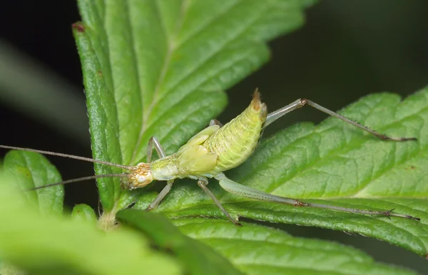 Insect a green cricket — Stock Photo, Image