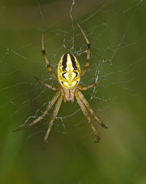 Aranha amarela listrada em uma teia — Fotografia de Stock