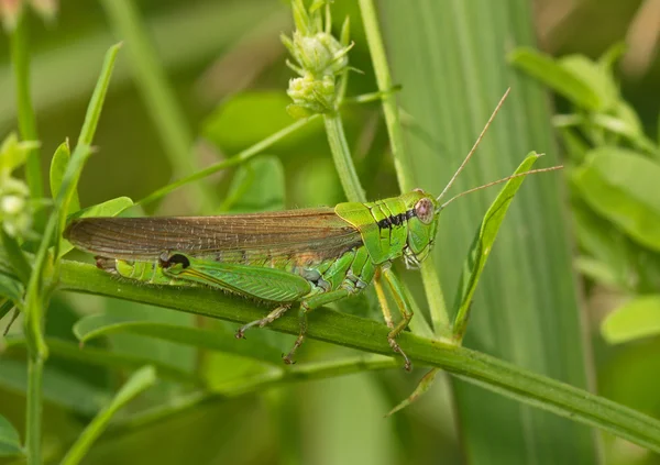 Green locust on a grass leaf — Stock Photo, Image