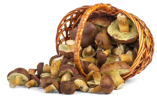 Wicker basket with yellow boletus mushrooms near. — Stock Photo, Image