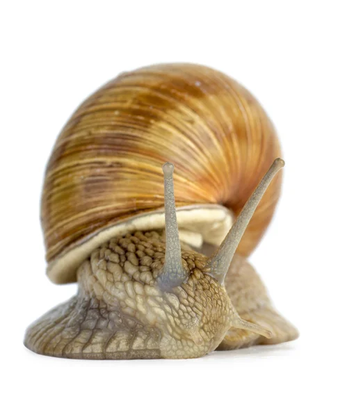蜗牛的肖像 — 图库照片
