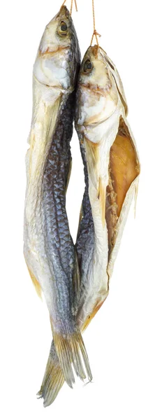Két szárított sózott szürke márna halak — Stock Fotó