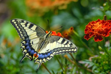 Swallowtail butterfly on the marygold flower clipart