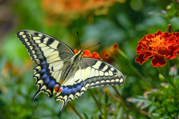 Mariposa cola de golondrina en la flor marygold —  Fotos de Stock