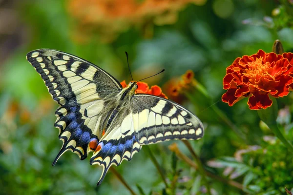 Borboleta de rabo de andorinha na flor de marygold — Fotografia de Stock