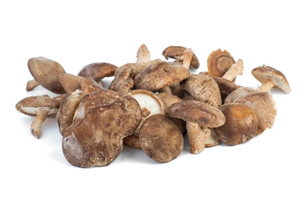 Több friss shiitake gomba — Stock Fotó