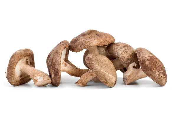Three fresh shiitake mushrooms — Stock Photo, Image