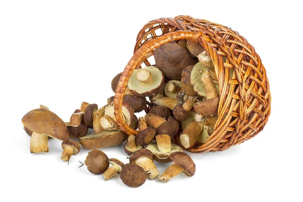 Basket and cepe mushrooms — Stock Photo, Image