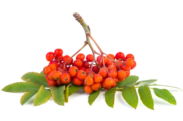 Rowan (ashberry)-cluster — Stockfoto