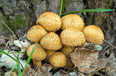 Shaggycap mantar (Pholiota squarrosa)