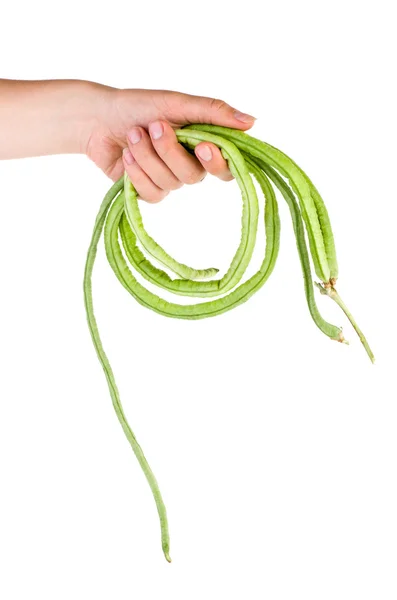Ruce drží čerstvé dlouhé fazole (Vigna unguiculata) — Stock fotografie