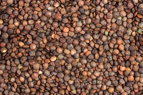 Background of dried french lentils — Stock Photo, Image