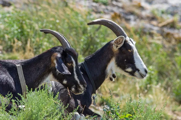 Zwei Ziegen. Fokus auf das nächste Tier — Stockfoto