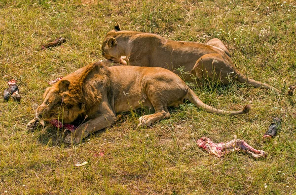 Dois leões comendo carne — Fotografia de Stock