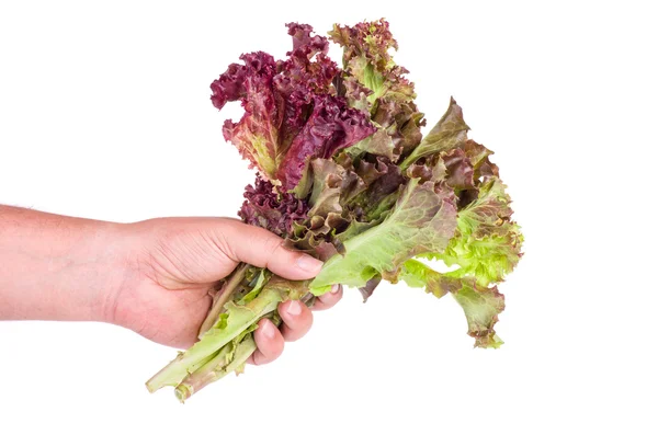 Hand hold bunch of Red leaf Lettuce — Stock Photo, Image