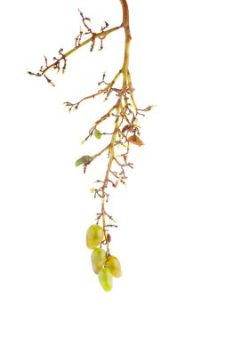 Beyaz arkaplanda izole edilmiş üzüm kümesi kalıntıları