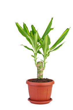 Dracaena Massangeana beyaz arka planda izole edilmiş kahverengi bir tencerede.
