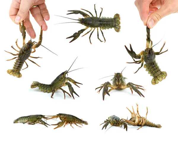 Set Live Crayfishes — Zdjęcie stockowe