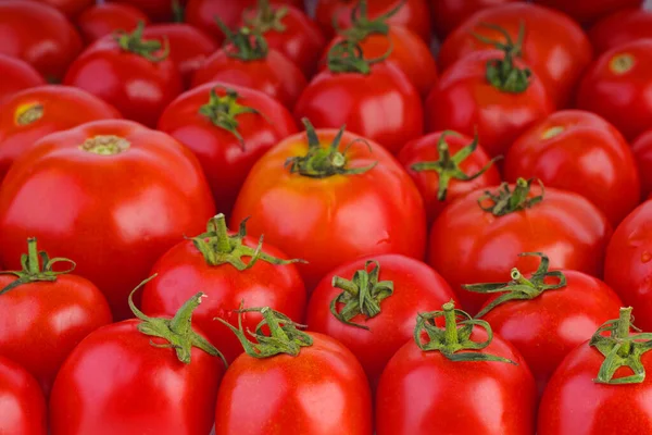 Många Röda Mogna Tomater Grund Dof Fokuspunkt Nedre Delen Bilden — Stockfoto