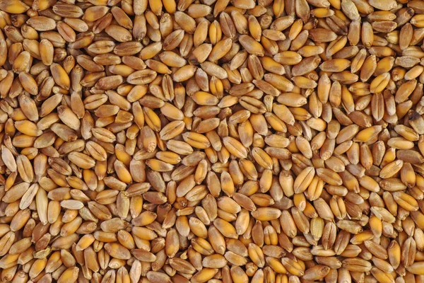 Fond Abstrait Grains Orge — Photo