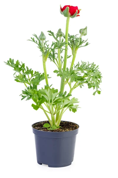 Ranunculus Flor Maceta Plástico Aislado Sobre Fondo Blanco — Foto de Stock