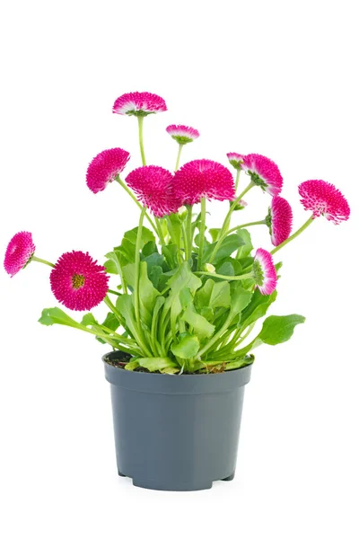 Roze Madeliefje Bloemen Zwarte Pot Geïsoleerd Witte Achtergrond — Stockfoto