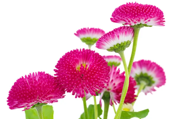 Pink Daisy Flowers Isolated White Background — Stock Photo, Image