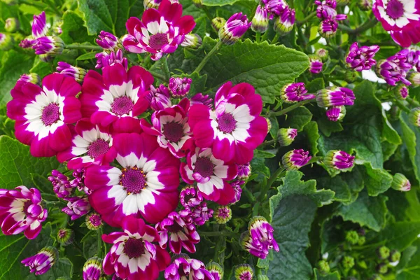 Pink Cineraria Flowers Natural Hintergrund Close — Stockfoto