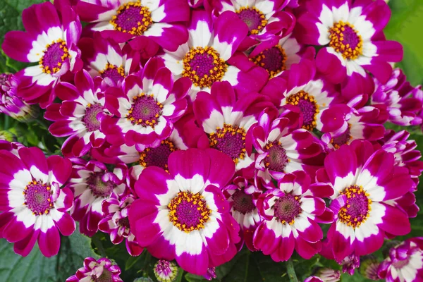 Mor Sinema Çiçekleri Sığ Dof Odaklanma Noktası Resmin Alt Kısmı — Stok fotoğraf