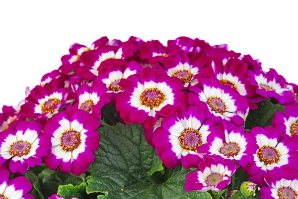 Purple Cineraria Isolated White Background — Stock Photo, Image