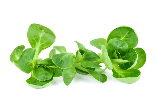 Cornsalad Lamb Lettuce Leaves Isolated White Background — Photo