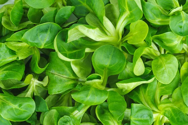 Lebensmittel Hintergrund Maissalat Feldsalat Blätter — Stockfoto