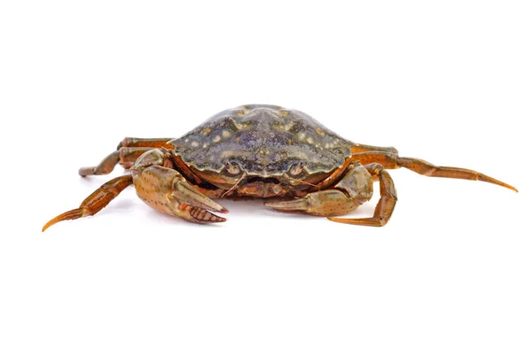 Live Crab White Background — Stock Photo, Image